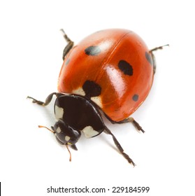 Lady Bird Images, Stock Photos & Vectors | Shutterstock