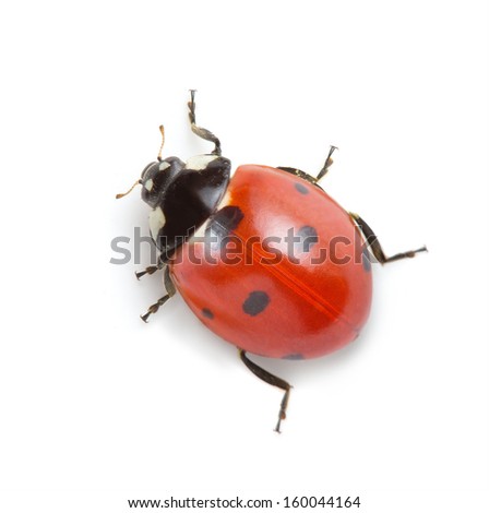 ladybug on white background 