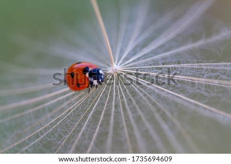 Similar – dill blossoms Environment