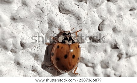 Ladybug on a white facade (macro shooting)
