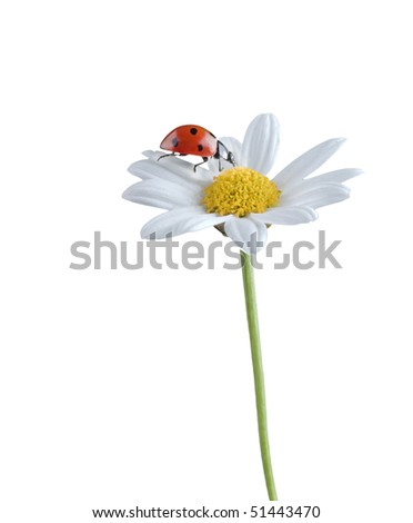 ladybug on a white flower isolated on white
