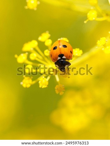 Similar – Image, Stock Photo Ladybug on dill flowers in close-up view