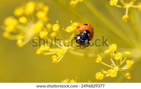 Similar – Image, Stock Photo Ladybug on dill flowers in close-up view