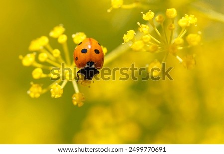 Similar – Image, Stock Photo Ladybug on dill flowers in close-up view