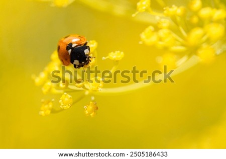 Similar – Image, Stock Photo Ladybug on dill flowers in close-up view