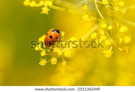 Similar – Image, Stock Photo Ladybug on dill flowers in close-up view