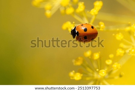 Similar – Image, Stock Photo Ladybug on dill flowers in close-up view