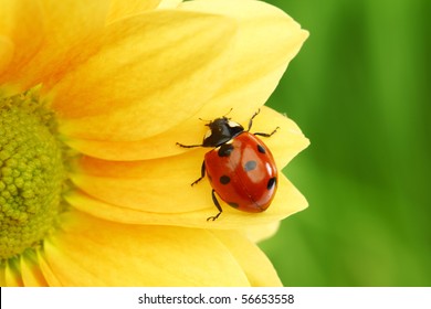 ladybug on yellow flower