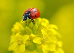 Ladybug On A Yellow Flower Barbarea Vulgaris. Spring Season.