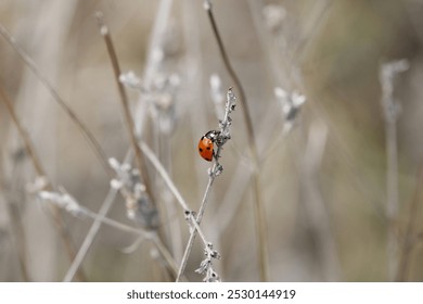 Ladybug perched on a dry grass stem with blurred background - Powered by Shutterstock