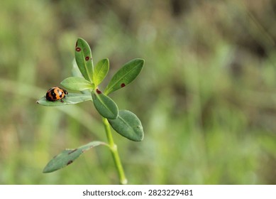  Ladybug perched on a green leaf with negative space. Horizontal macro shot of an orange and black ladybird beetle resting on a small green leaf with a smooth blurred grass background and text copy space.