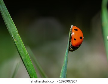Ladybug High Res Stock Images Shutterstock Ladybug High Res Stock Images Shutterstock