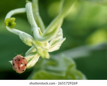 A ladybug is perched on a leaf. The ladybug is red and black. The leaf is green