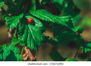 Ladybug presented on leaf with blurry background.