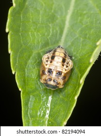 Ladybug Pupa, Macro Photo
