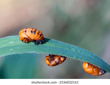 Ladybug pupa on the grass. Insect larva in hibernation or before becoming an insect. Small insect on the grass. - Powered by Shutterstock