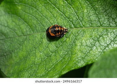 Ladybug pupa on a green leaf
