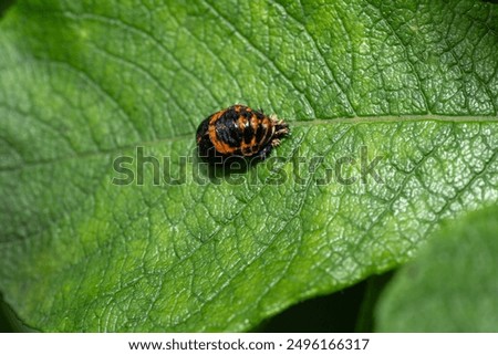 Ladybug pupa on a green leaf