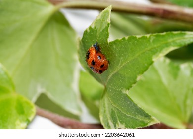 Ladybug Pupa On The Ivy Leaf