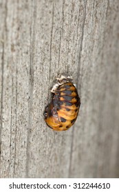 Ladybug Pupa On Wood