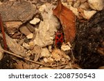 ladybug red beetle insect standing on rocks 