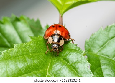 Ladybug red with black dotts