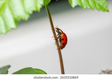 Ladybug red with black dotts