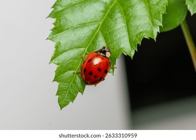 Ladybug red with black dotts
