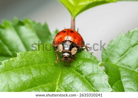 Ladybug red with black dotts