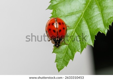 Ladybug red with black dotts
