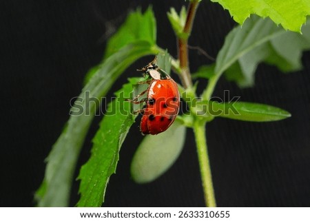 Ladybug red with black dotts