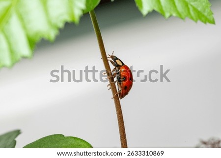 Ladybug red with black dotts