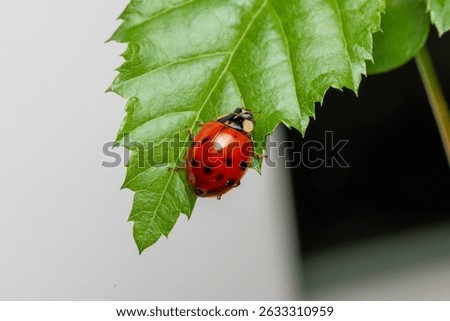 Ladybug red with black dotts