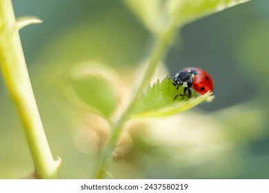 Ladybug red bug black dots ladybug in garden on rose leafs