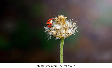Ladybug with red shell and black spots perched on a dried white fluffy flower, macro garden shot with dark blurred background. Photography, no generative ai