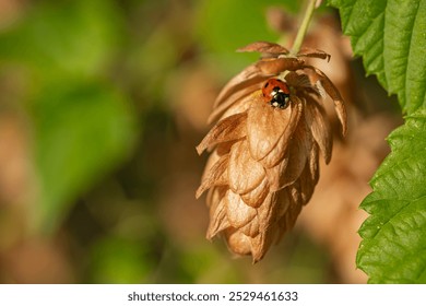 Ladybug resting on dried hop flower cone in natural sunlight with green blurred background. Concept of nature's details, insects and plant interaction during autumn - Powered by Shutterstock