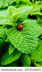 ladybug resting on the mint, in the backyard