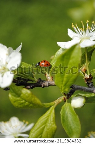 Ladybug running on a tree branch, apple blossoms and insect, green background and wildlife for wallpaper