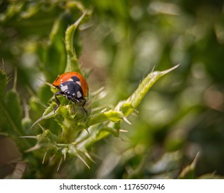 Ladybug in September