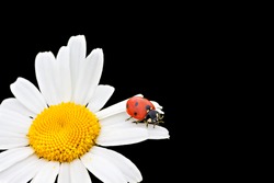 Ladybug Sits On A Chamomile Flower A Close Up Macro.  Ladybird On Flowers Camomile   