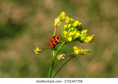 A ladybug sits on the first spring flower