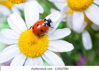 Ladybug Sits On A Flower