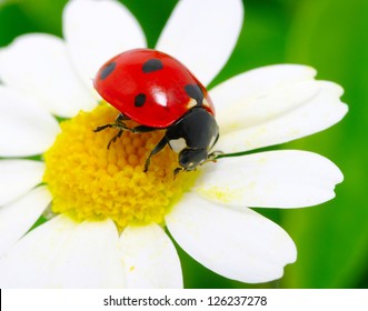 Ladybug Sits On A Flower