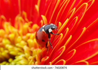  Ladybug Sits On A Flower