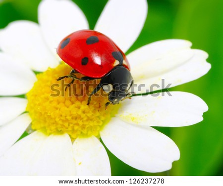 ladybug sits on a flower