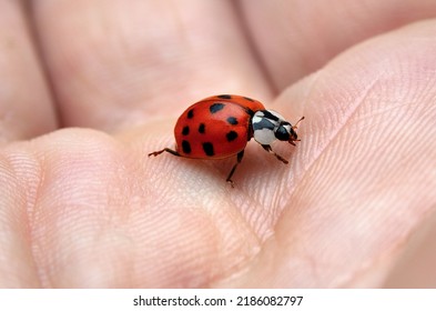 Ladybug sits on a human hand, close-up