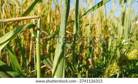Ladybug sits on leaf in wheat field.