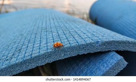 Ladybug Sitting On A Blue Picnic Rug Close-up