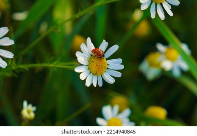 A Ladybug Sitting On A Camomile Plant