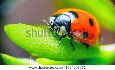 Ladybug sitting on a flower leaf warm spring day on a leaf insect beetle